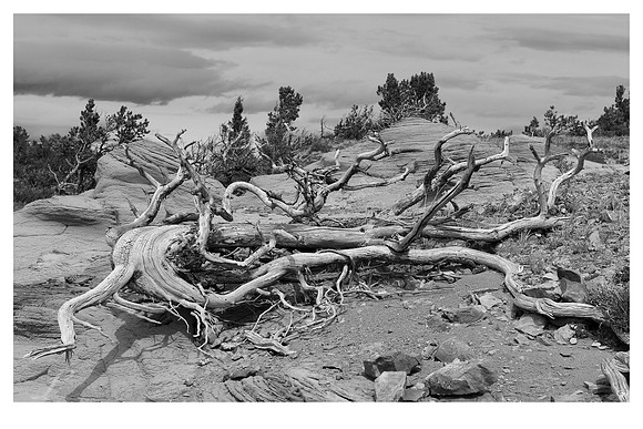 Time Worn B&W