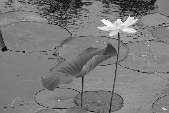 Caddo Lake Lotus Blossoms