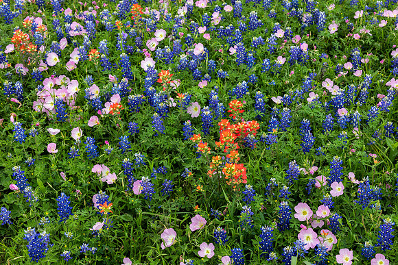 Mixed Arrangement