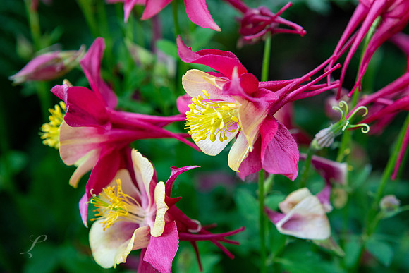 Fort Collins Columbine