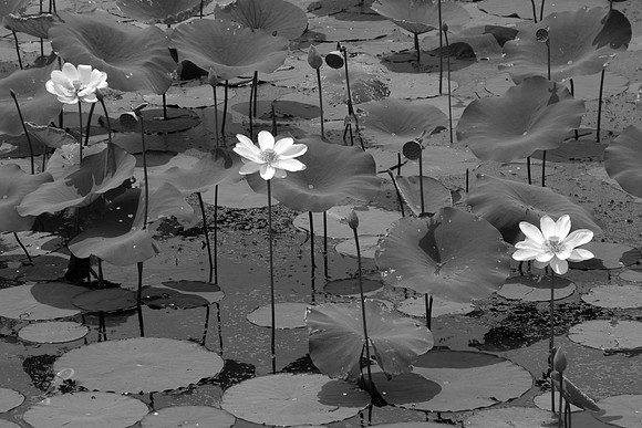 Caddo Lake Lilly Pads