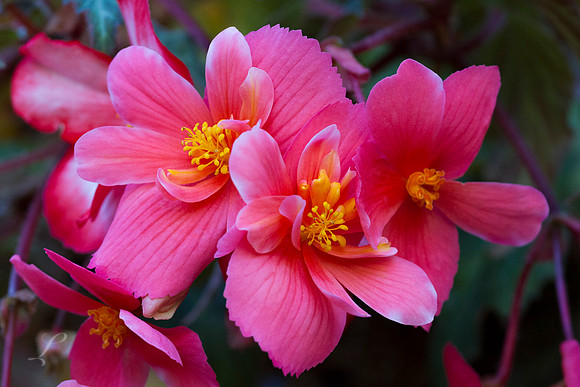 Pink Dreams Butchart Gardens