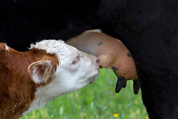 Suckling Calf