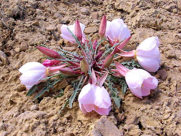 Wyoming Pink Flower