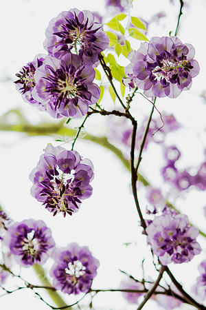 Wisteria Dangles