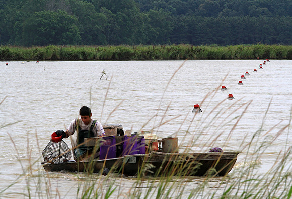 Louisiana Crawfisihing