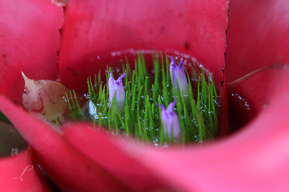 Garden In Bromeliad