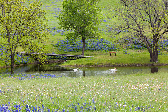 Bluebonnets & Swans