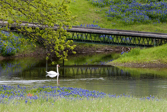 Bluebonnets_Swan_Foot Bridge