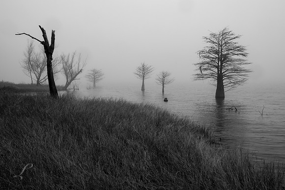 Cypress in the Fog