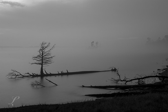 Foggy Morning West
