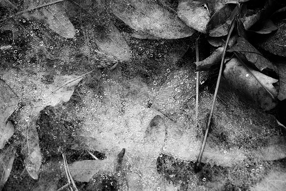 Web Droplets
