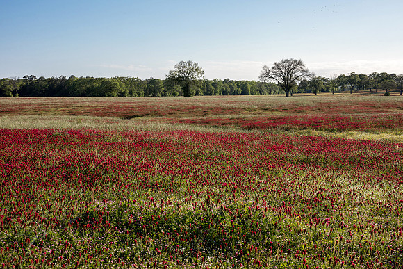 Field of Crimson Clover