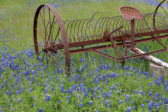 Raking Bluebonnets