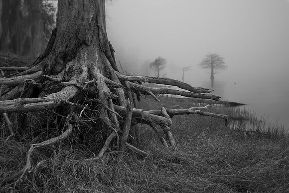Roots