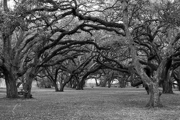 Live Oak Canopy