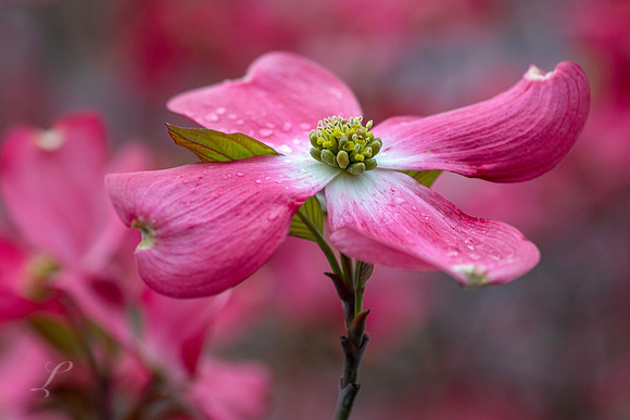 WV Dogwood 1