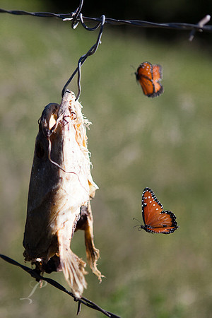Catfish & Butterflies