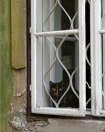 Cat In A Window, Budpest