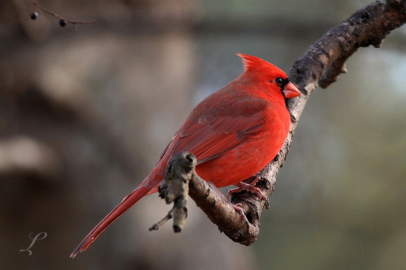 Perched