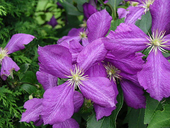 Croatia Purple Flowers