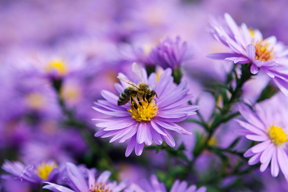 Purply Bee Szarvas Hungary