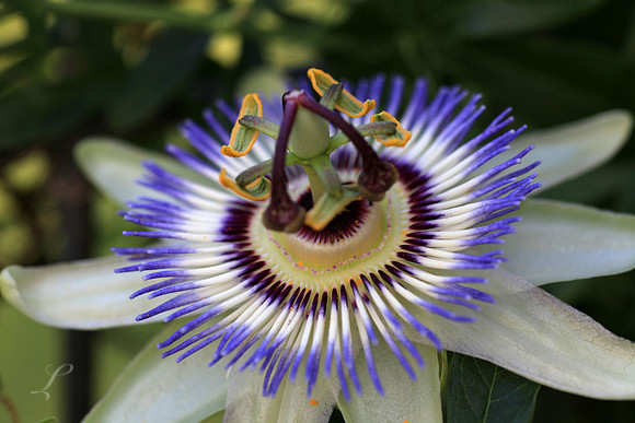 Passion Flower 1