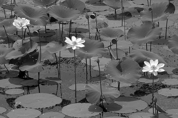 Caddo Lake Lotus Blossoms