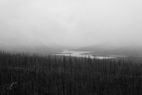 Forest Burn