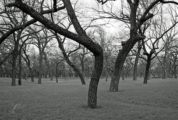 San Saba River Pecan Bottom