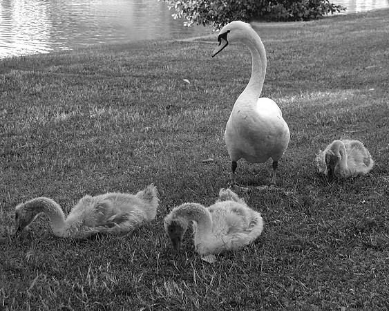 Slovenian Swans B&W