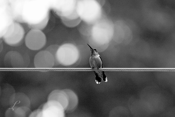 Hummingbird On A Wire, Bugniville, New Jersey