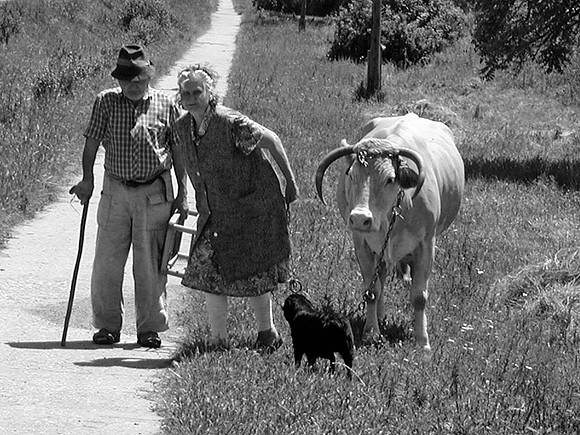 Zsana, Hungary Grazing The Cow