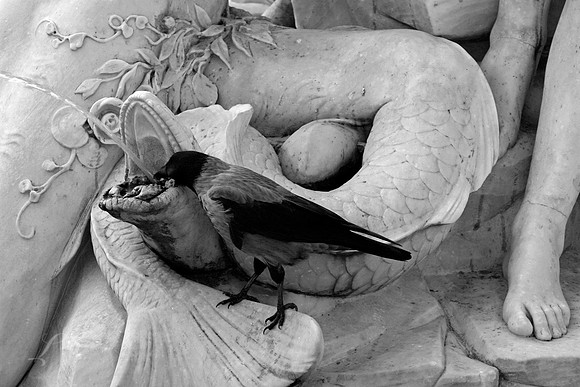 Raven Fountain B&W