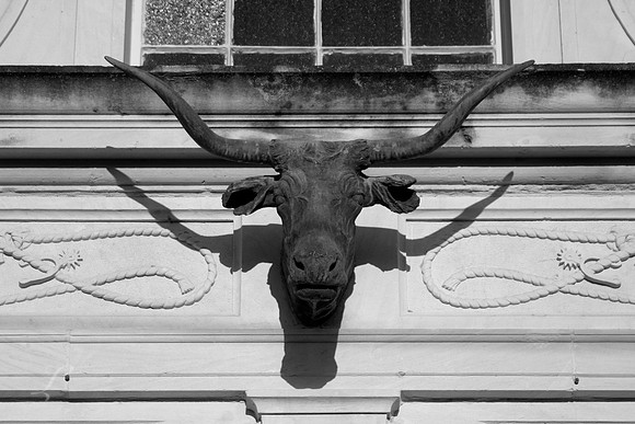 Beeville Texas Longhorn B&W