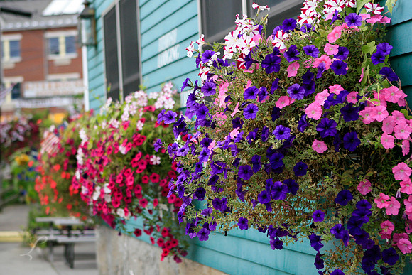 Maine Petunia Boxes