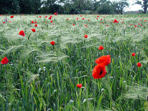 Konduros, Hungary Poppies In Wheat Field