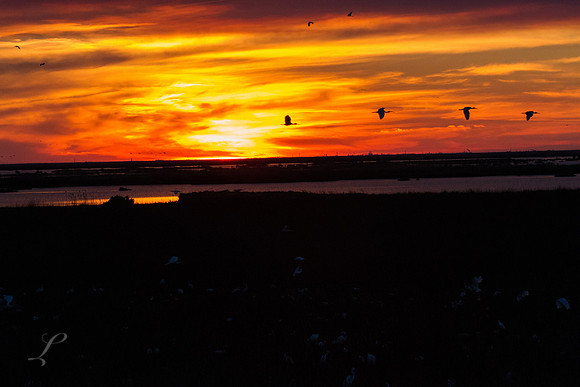 Headed To Roost
