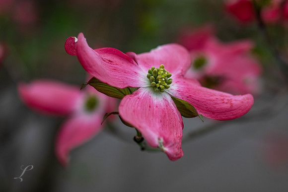 WV Dogwood 2