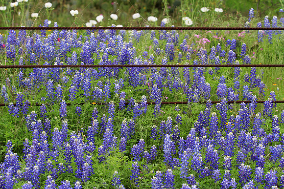 Bluebonnets & Fence