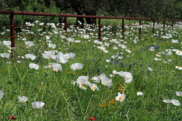 White Poppies