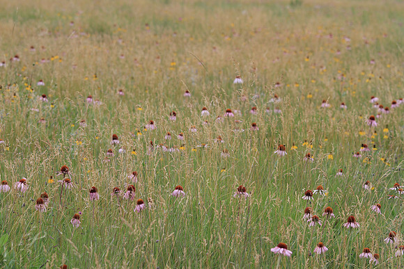 Kildeer Mountain Blossoms