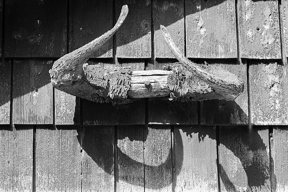 Old Ram