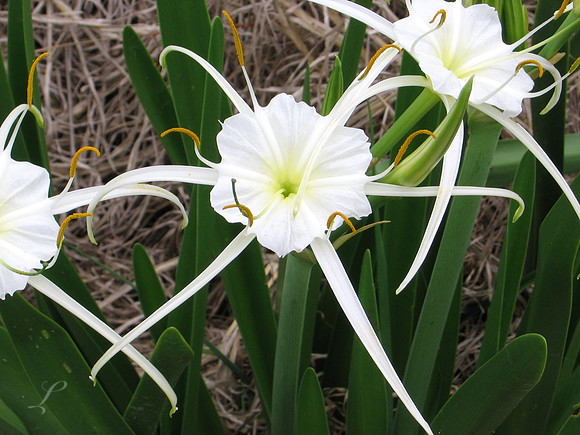 Texas Wild Lilly