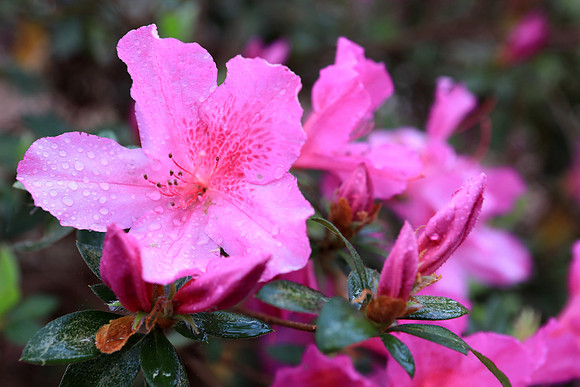 Spring Azleas