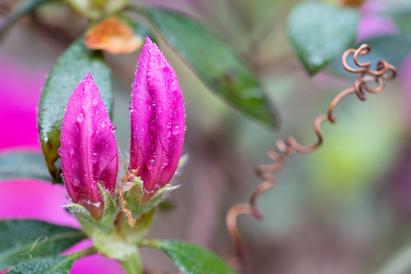 Azalea Buds