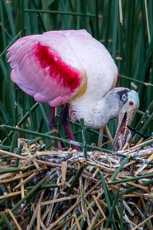 Roseate Spoonbill Feeding Baby