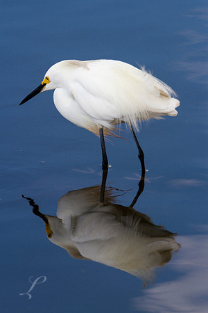 Snowy Egret Fishing
