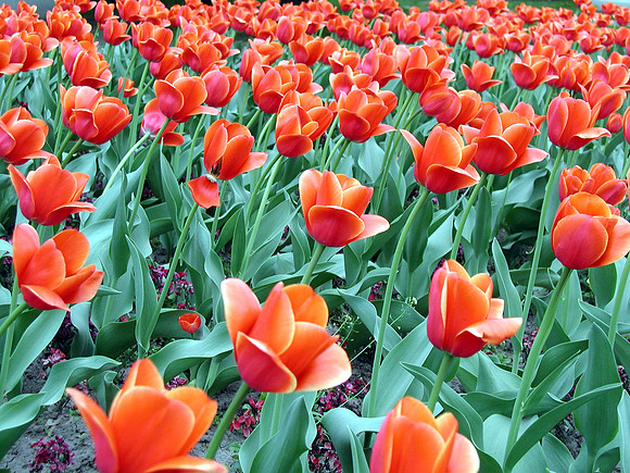 Hódmezővásárhely, Hungary Tulips