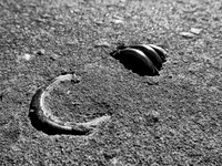 Sprung B&W